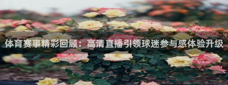体育赛事精彩回顾：高清直播引领球迷参与感体验升级