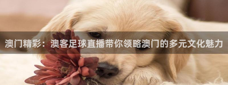 澳门精彩：澳客足球直播带你领略澳门的多元文化魅力